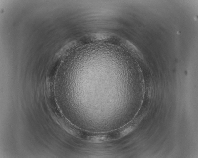 X0000085000366200703051227