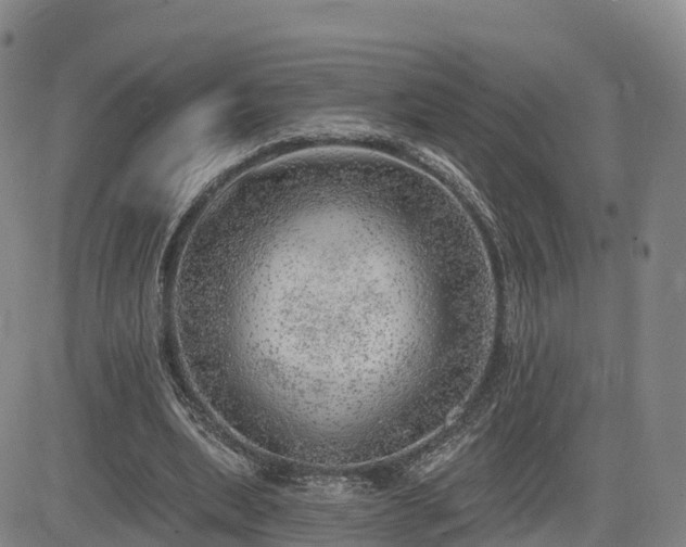 X0000085000439200703051225