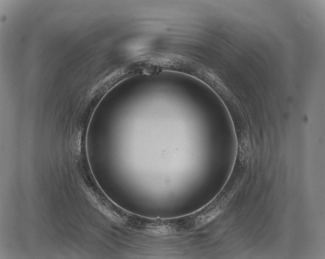 X0000085000454200703051225