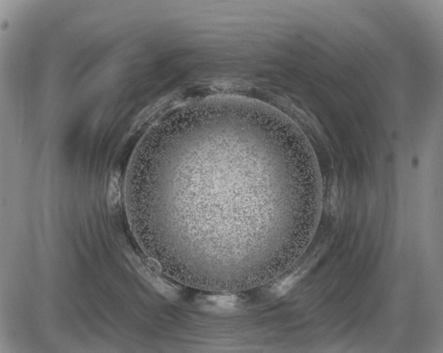 X0000085000478200703051226