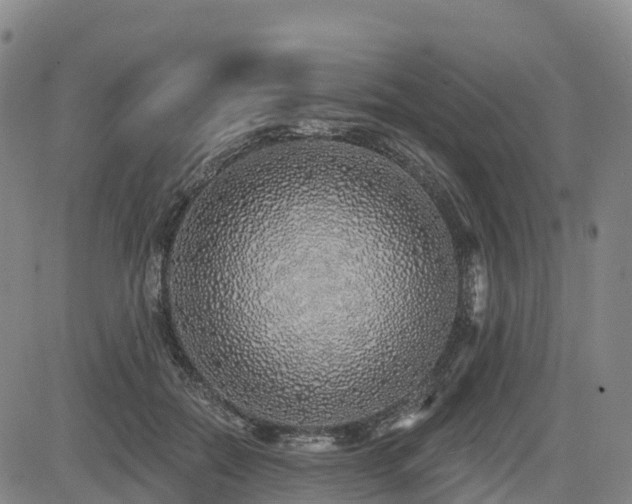 X0000085000554200703051224