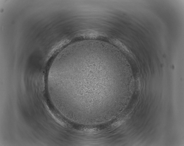 X0000085000638200703051222