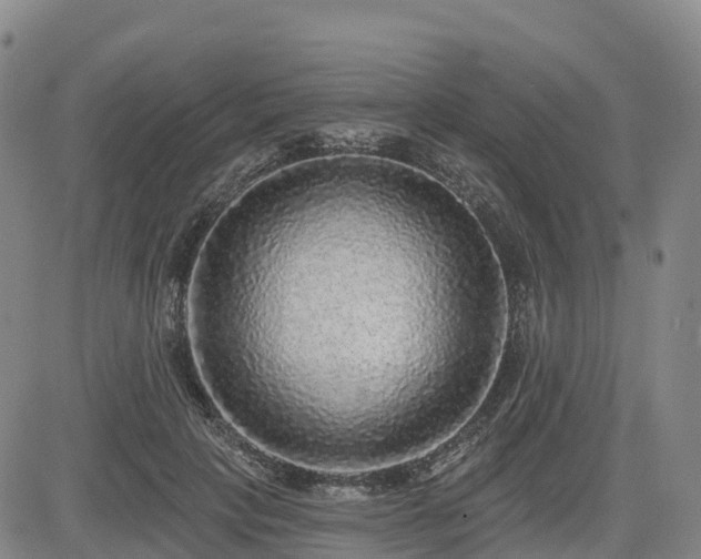 X0000085000649200703051222