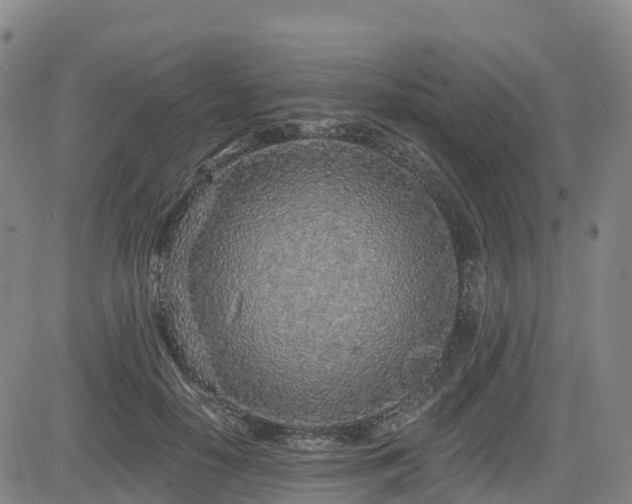 X0000085000650200703051222