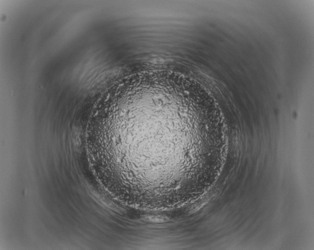 X0000085000654200703051222