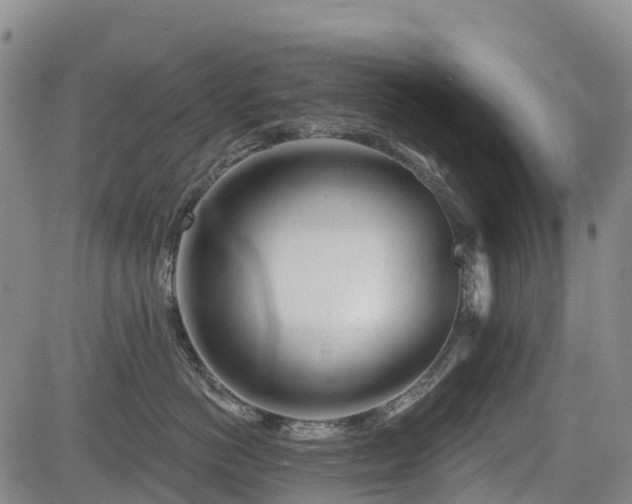 X0000085000766200703051221