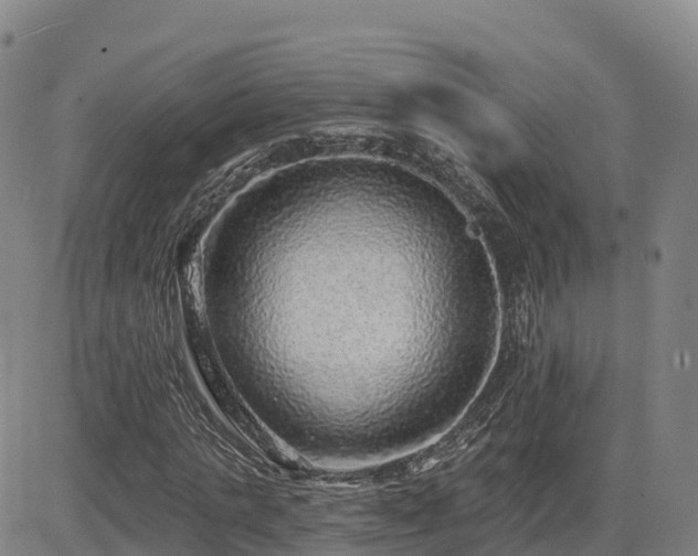 X0000085000821200703051219