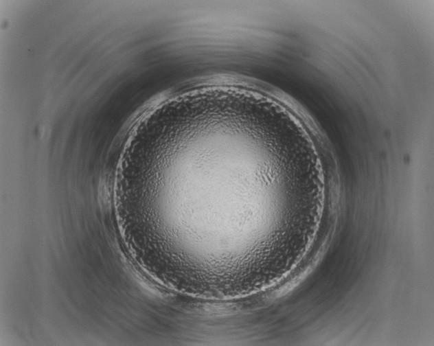 X0000085000857200703051219