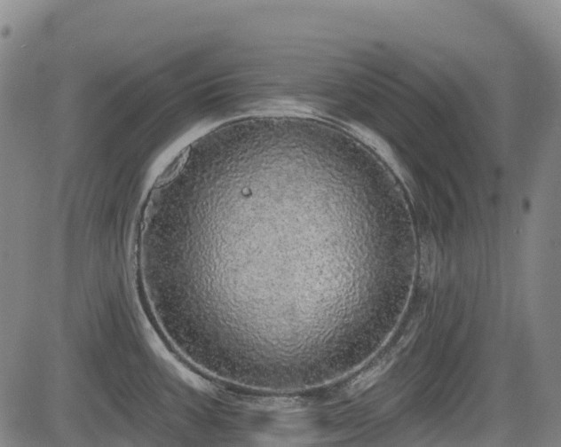 X0000085001387200703051210