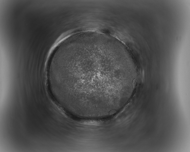 X0000085000198200703121507