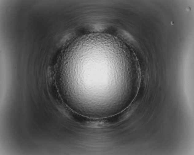 X0000085000366200703121505