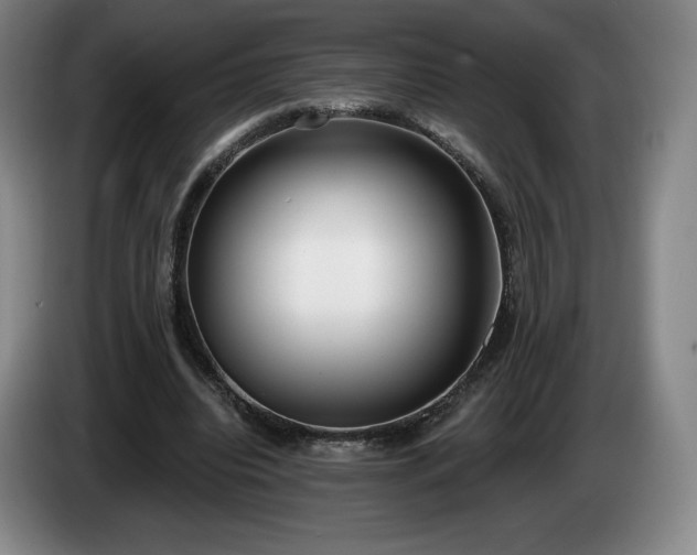 X0000085000440200703121504