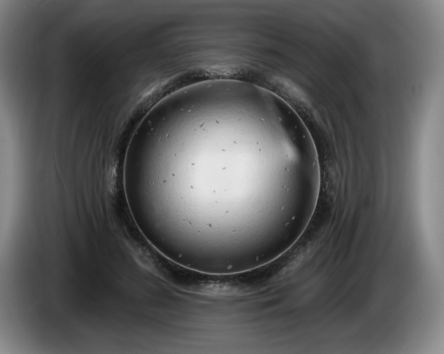 X0000085000596200703121502