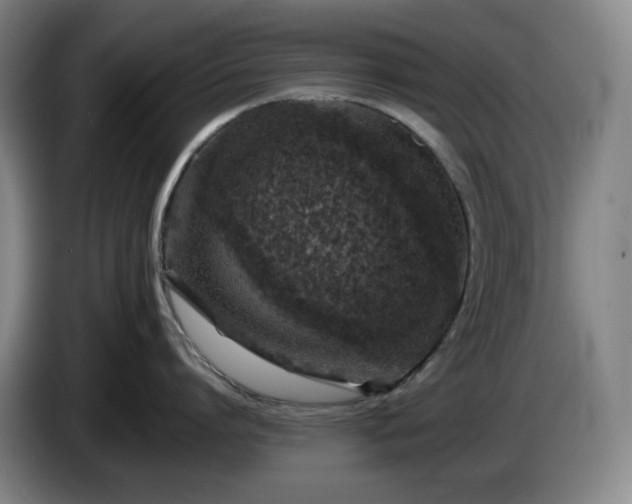 X0000085000864200703121459