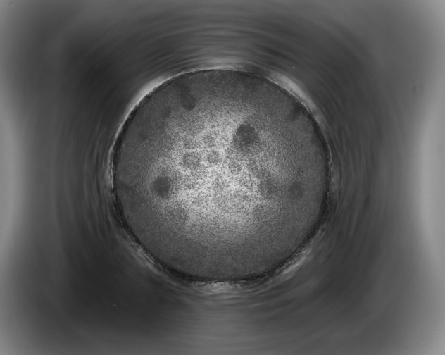 X0000085000883200703121458