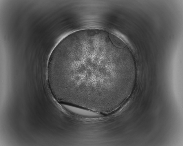 X0000085001236200703121453