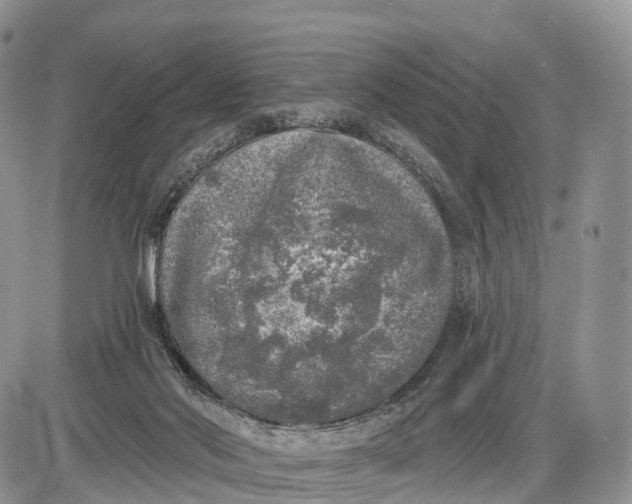 X0000085000022200703191101