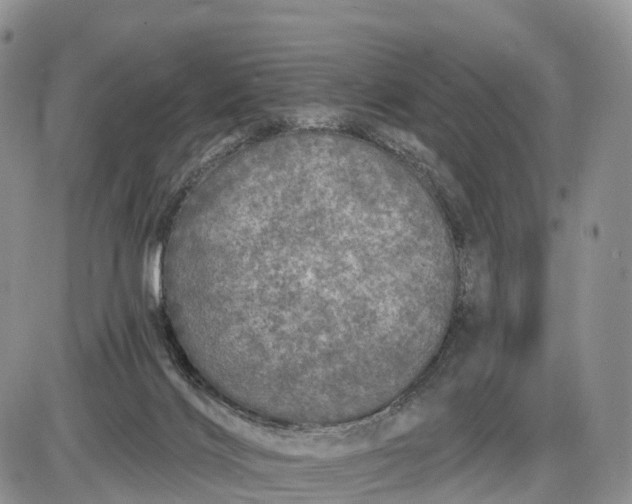 X0000085000028200703191101