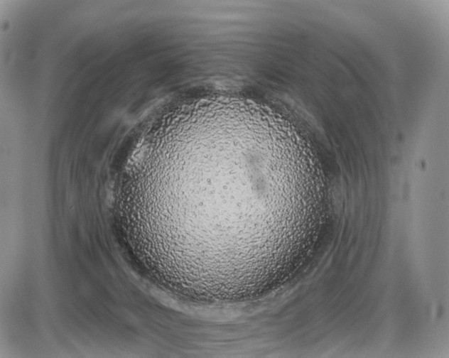 X0000085000032200703191101