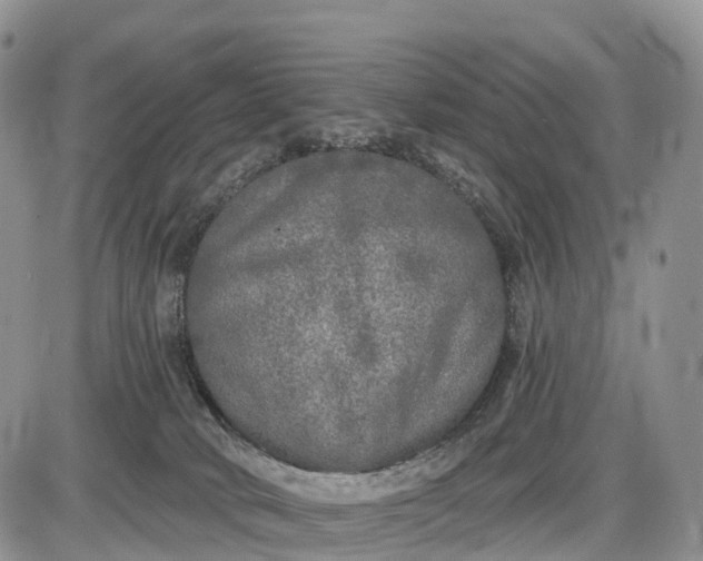 X0000085000034200703191101