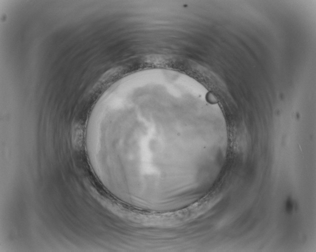 X0000085000036200703191101