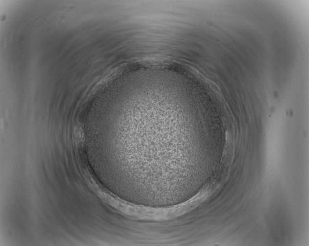 X0000085000048200703191101