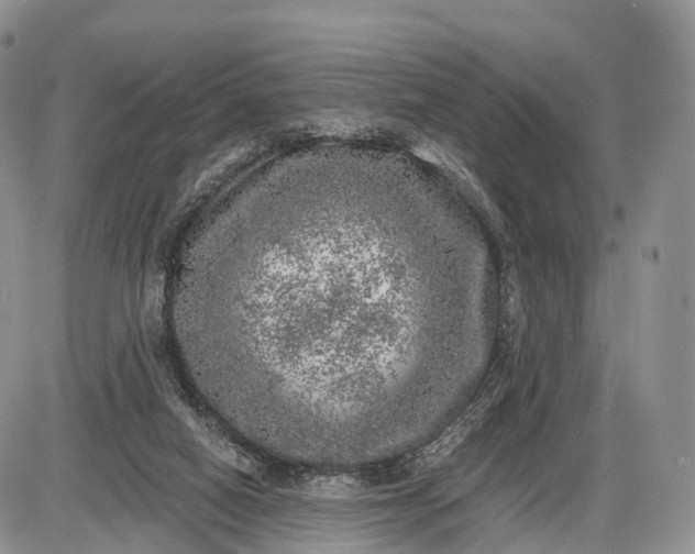 X0000085000066200703191100