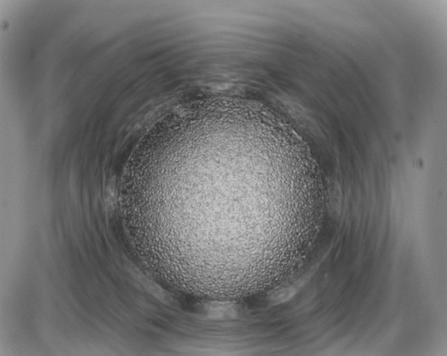 X0000085000085200703191101