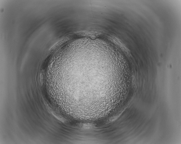 X0000085000165200703191059