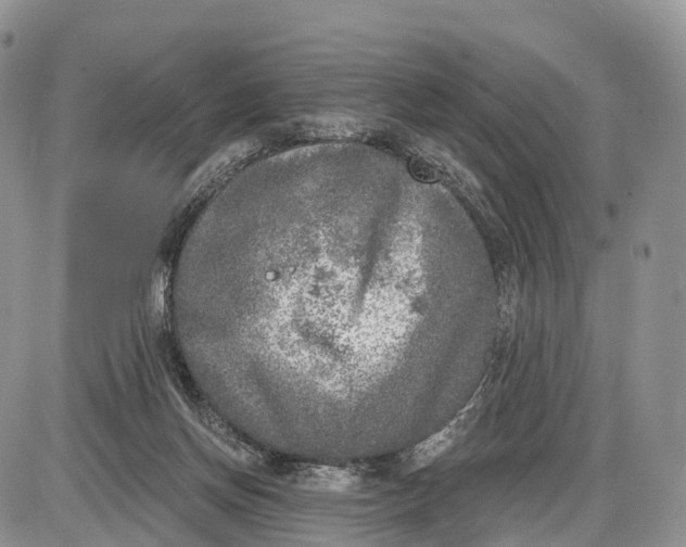 X0000085000166200703191059