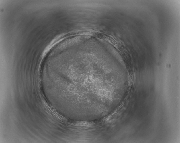 X0000085000198200703191058