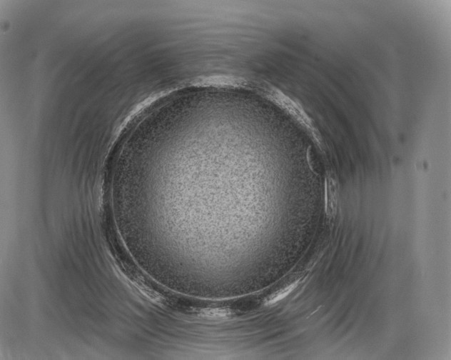 X0000085000204200703191058