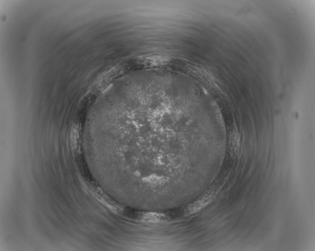 X0000085000222200703191058