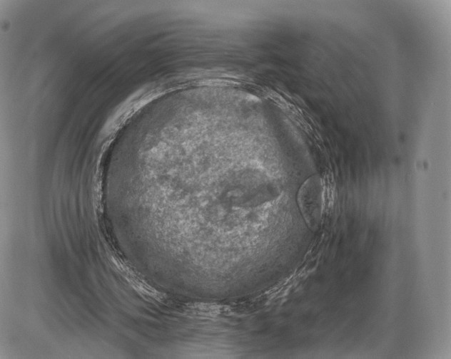 X0000085000339200703191055