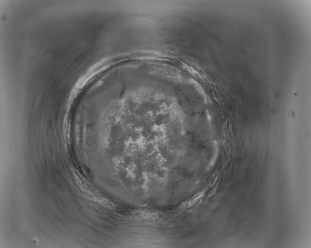 X0000085000343200703191055