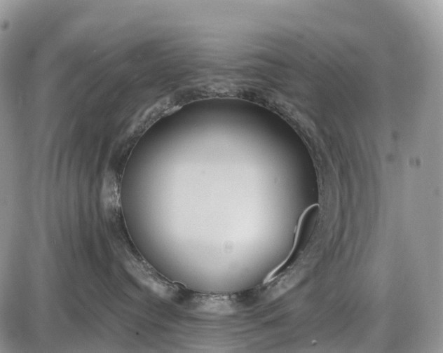 X0000085000384200703191056