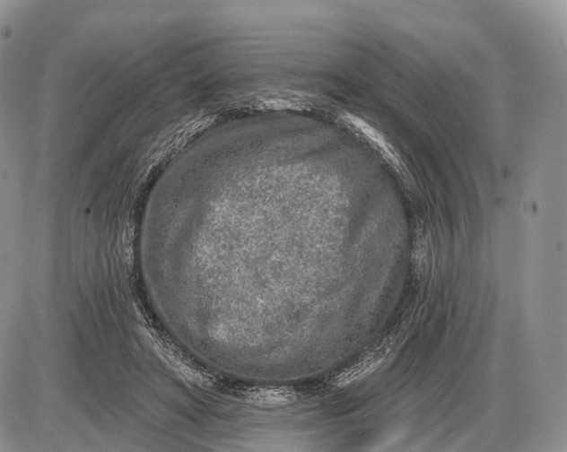 X0000085000402200703191055