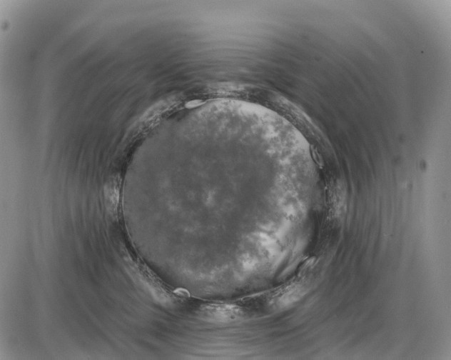 X0000085000427200703191055