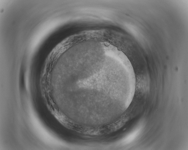 X0000085000431200703191054