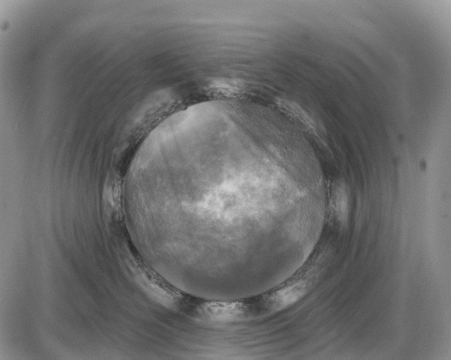 X0000085000526200703191053