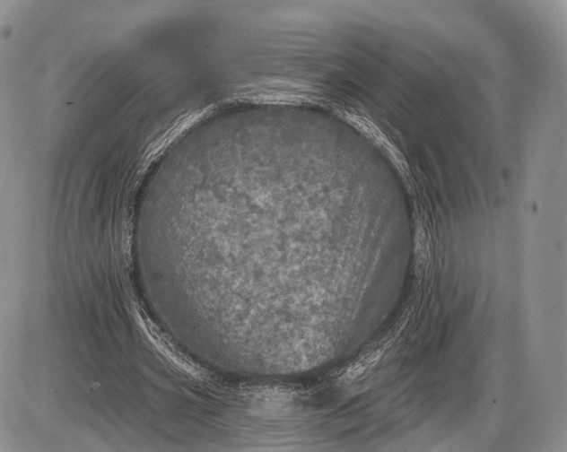 X0000085000533200703191052