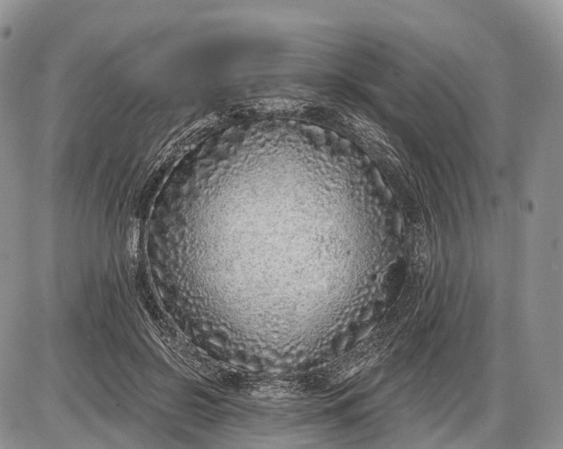 X0000085000550200703191052