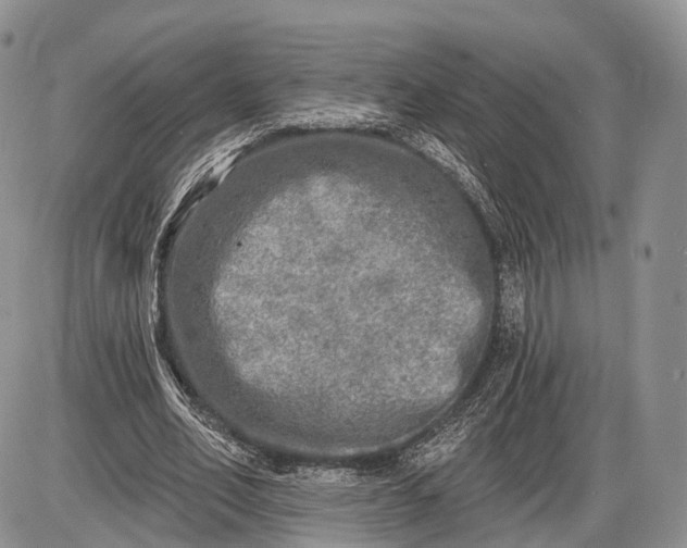 X0000085000582200703191052