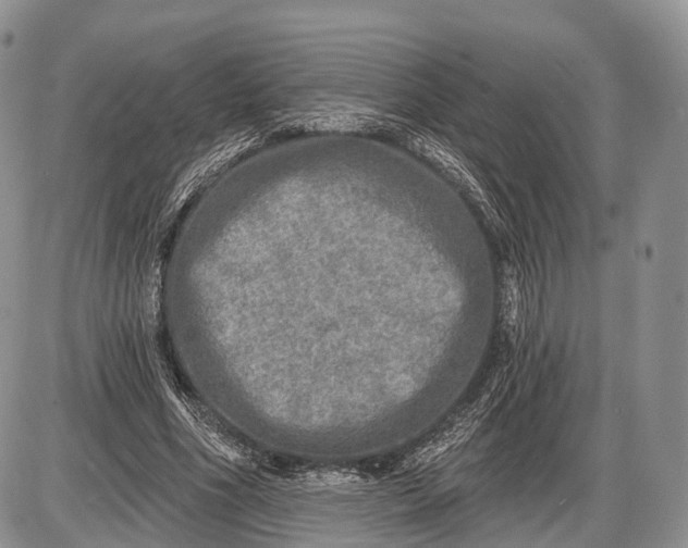 X0000085000586200703191052