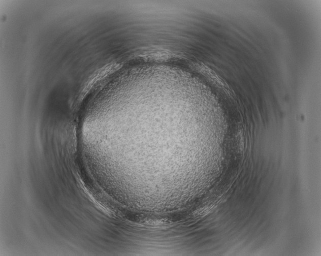 X0000085000638200703191051