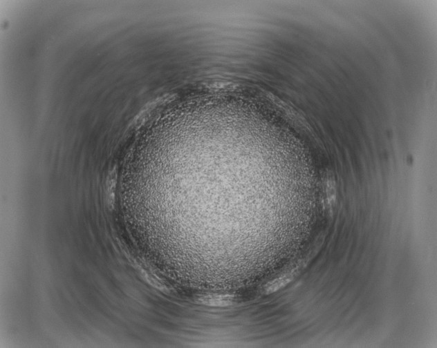 X0000085000664200703191051