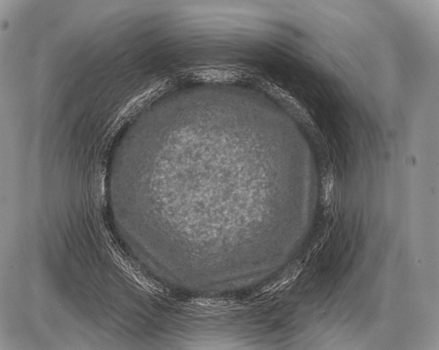 X0000085000733200703191049