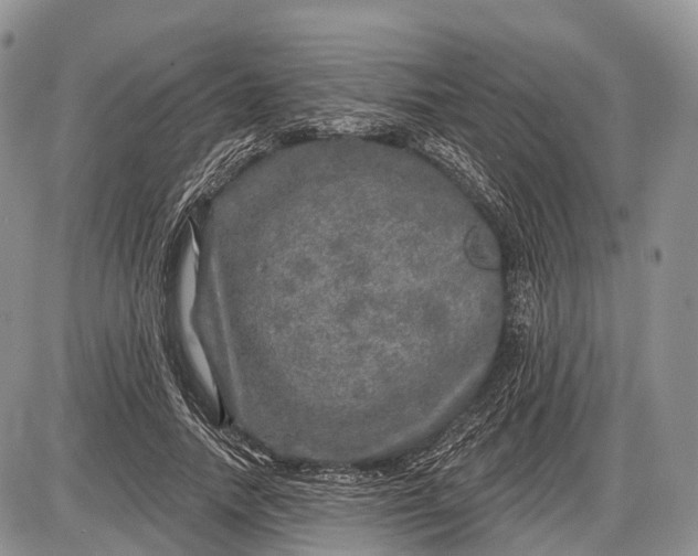 X0000085000738200703191049