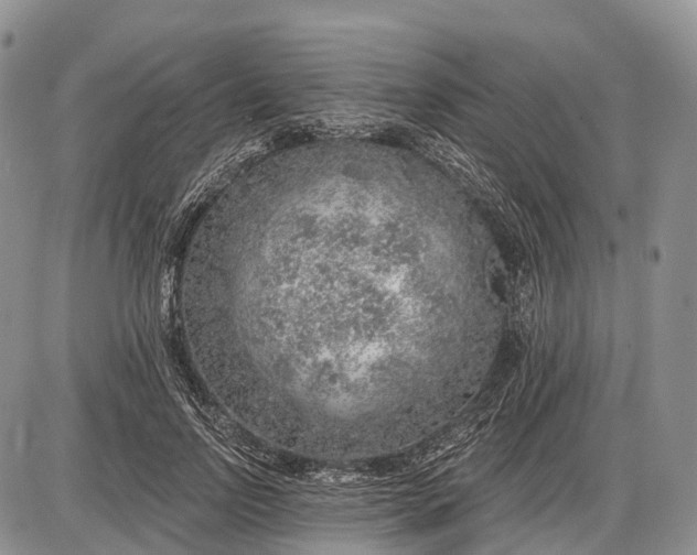 X0000085000742200703191049