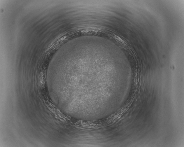 X0000085000774200703191049